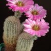 Echinocereus_pectinatus